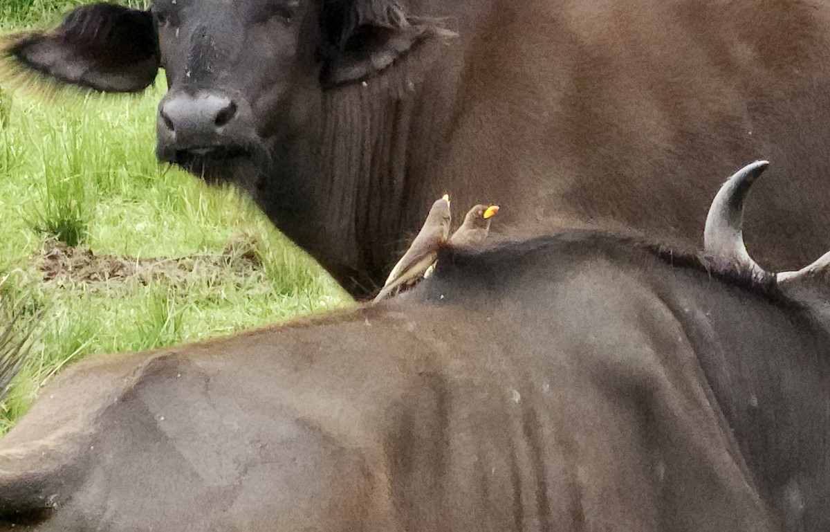 Yellow-billed Oxpecker - ML645723280