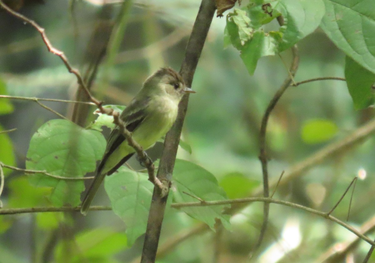 Northern Tropical Pewee - ML645723281