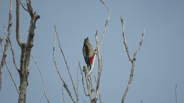 Great Spotted Woodpecker - ML645723282