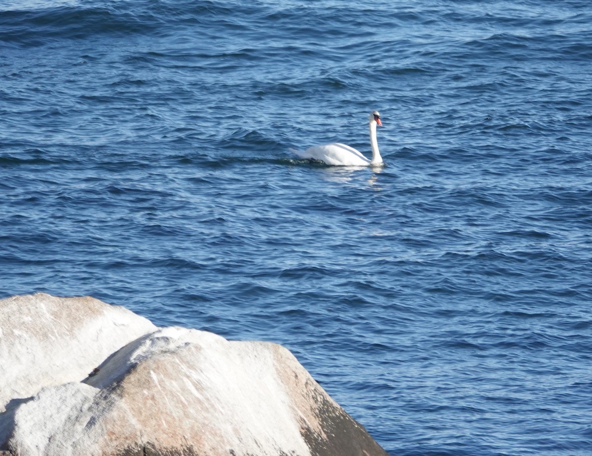 Mute Swan - ML645723304
