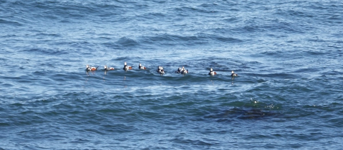 Harlequin Duck - ML645723316
