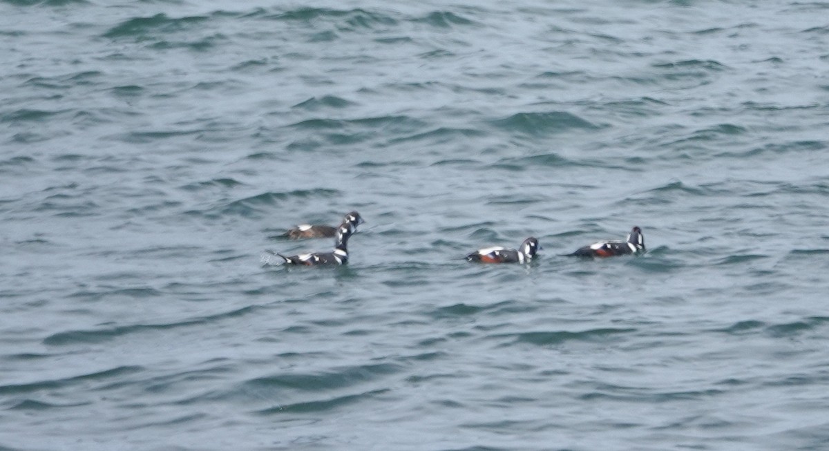 Harlequin Duck - ML645723326