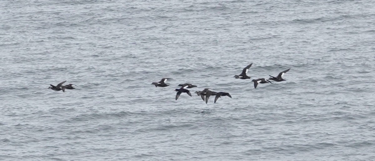 White-winged Scoter - ML645723331