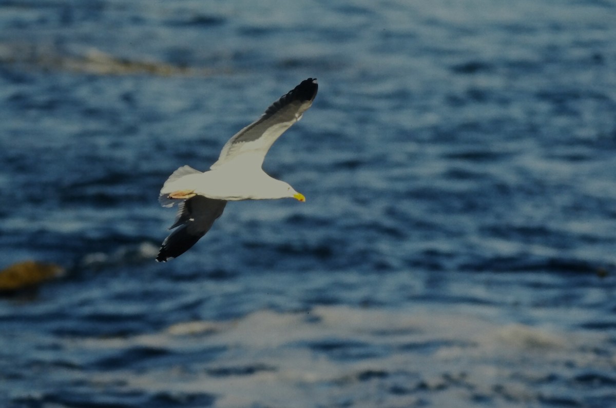 アメリカオオセグロカモメ - ML645723337