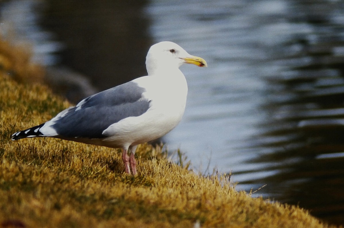 アメリカオオセグロカモメ - ML645723338