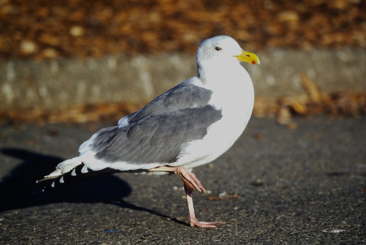 アメリカオオセグロカモメ - ML645723339