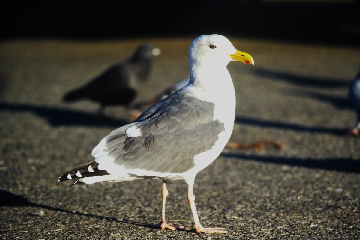 アメリカオオセグロカモメ - ML645723340