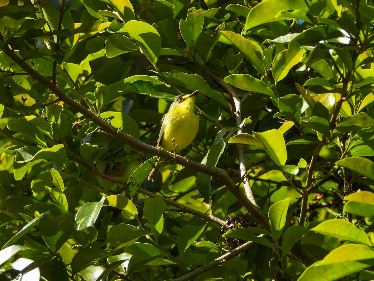 Todirostre à tête grise - ML645723351