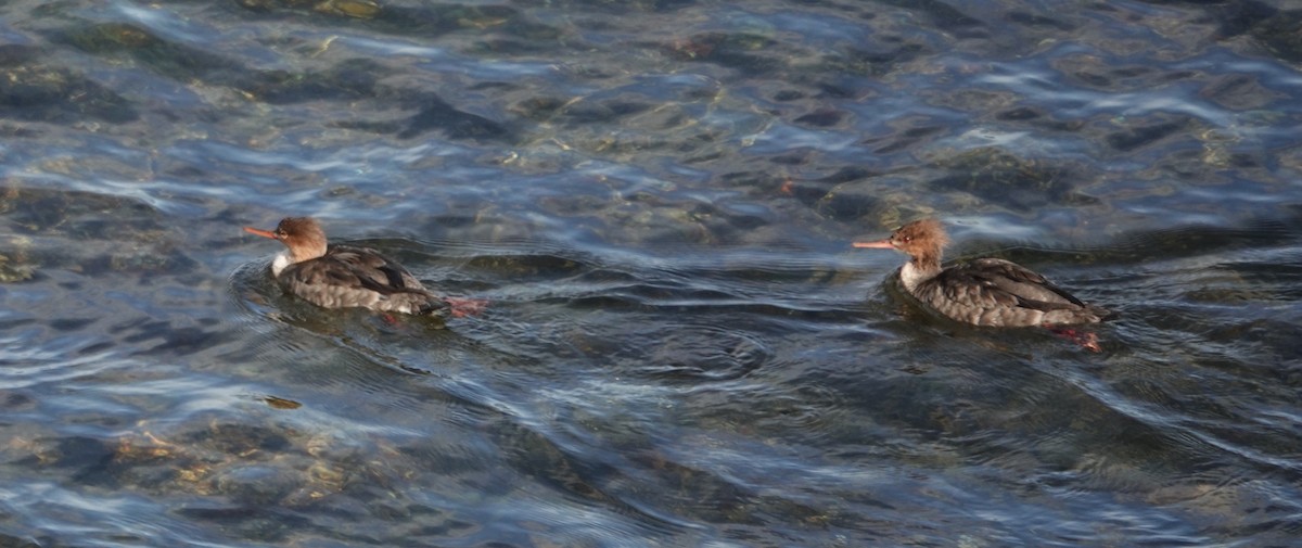 Red-breasted Merganser - ML645723364