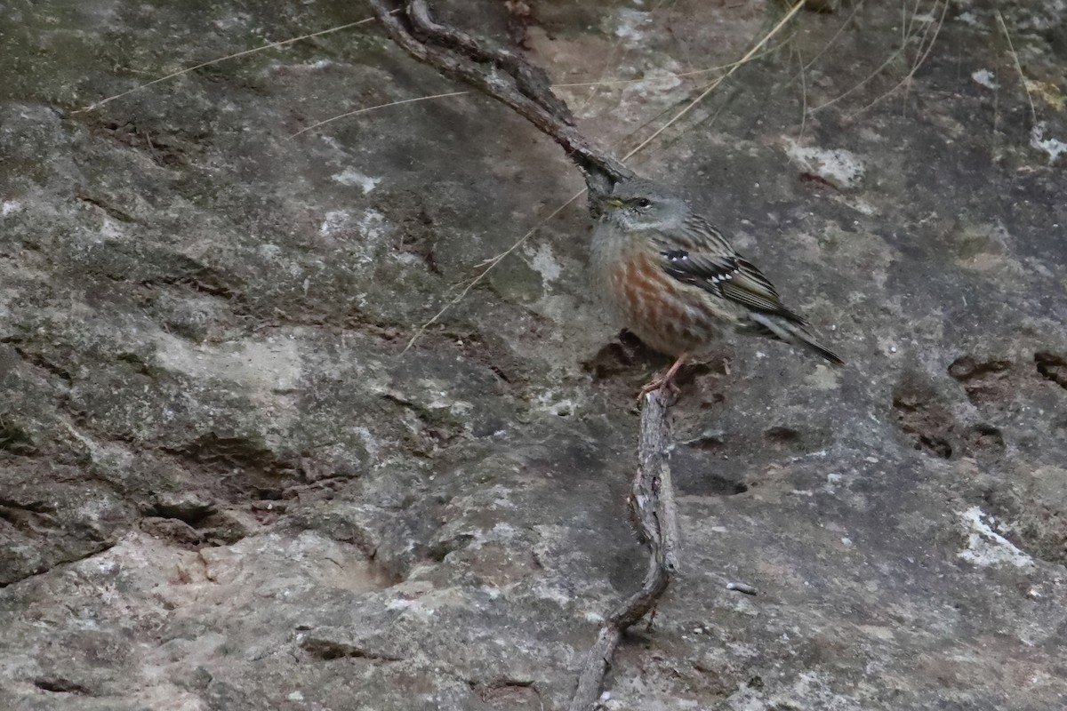 Alpine Accentor - ML645723366