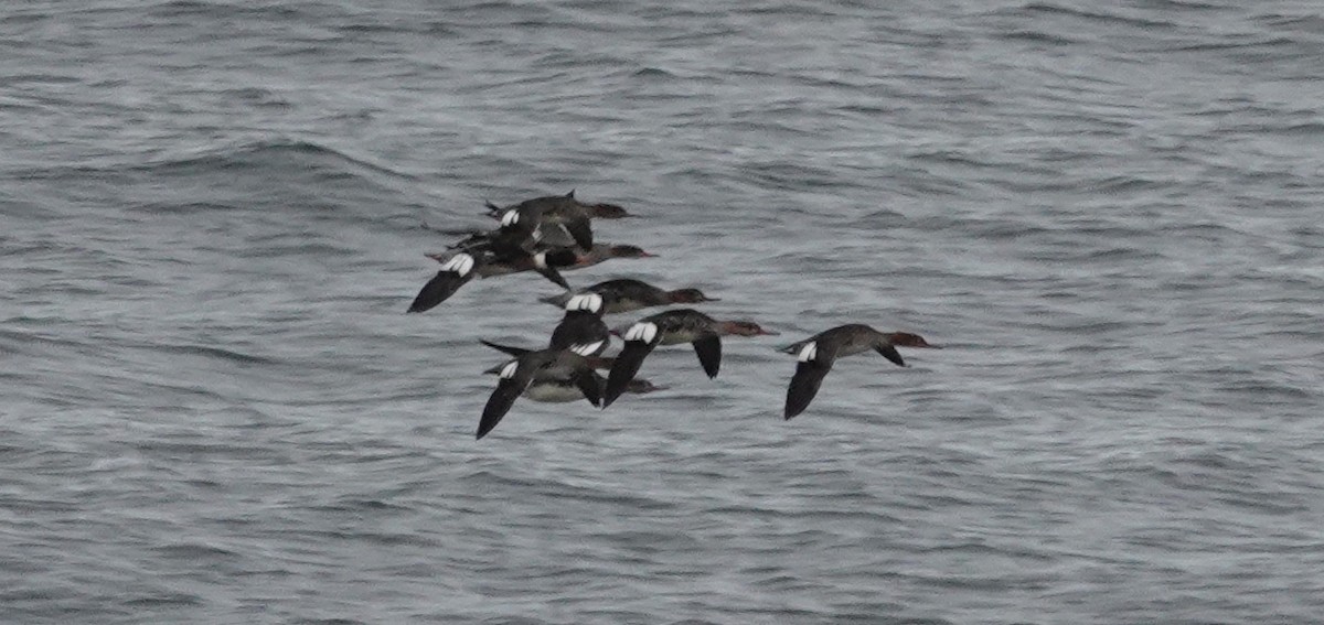 Red-breasted Merganser - ML645723368