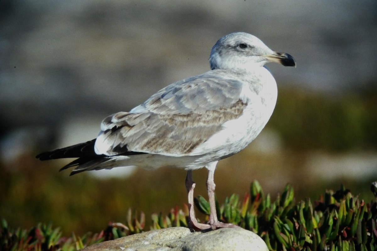 アメリカオオセグロカモメ - ML645723370