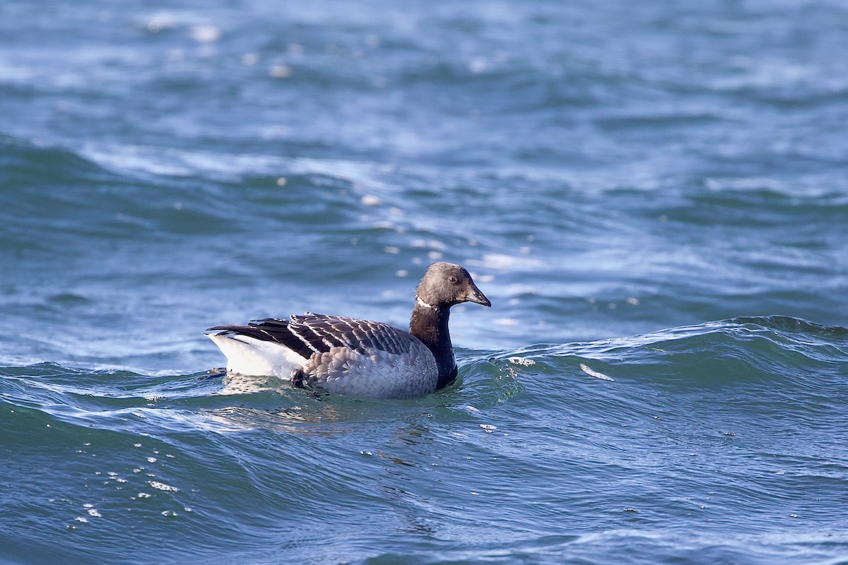 Brant (Pale-bellied) - ML645723372