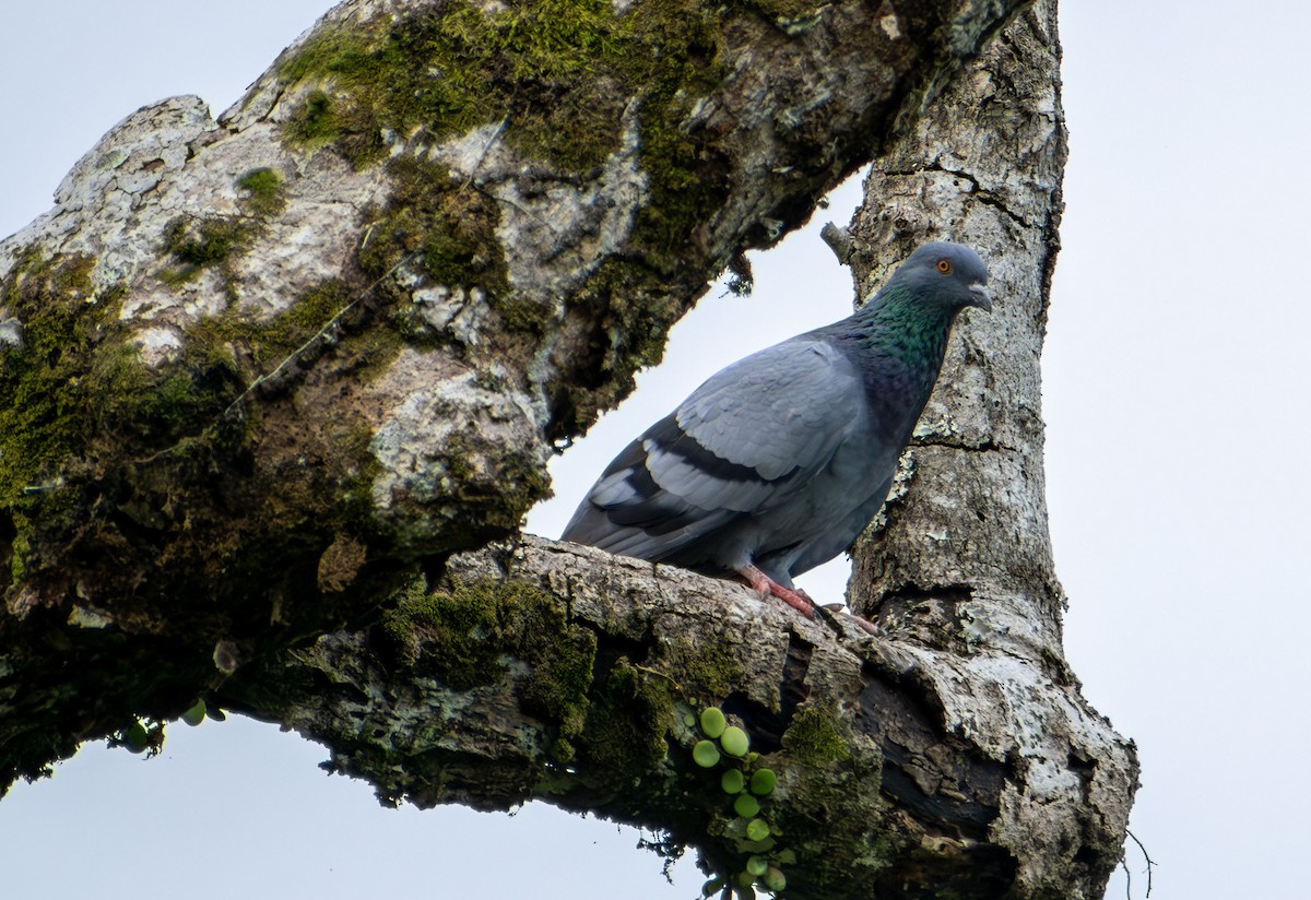 Pigeon biset (forme domestique) - ML645723373