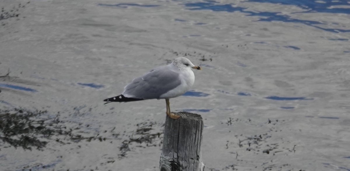 Ring-billed Gull - ML645723376