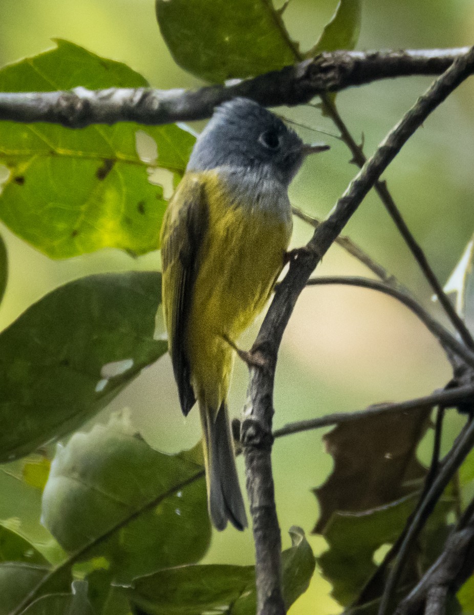 Сероголовая комароловка - ML645723377