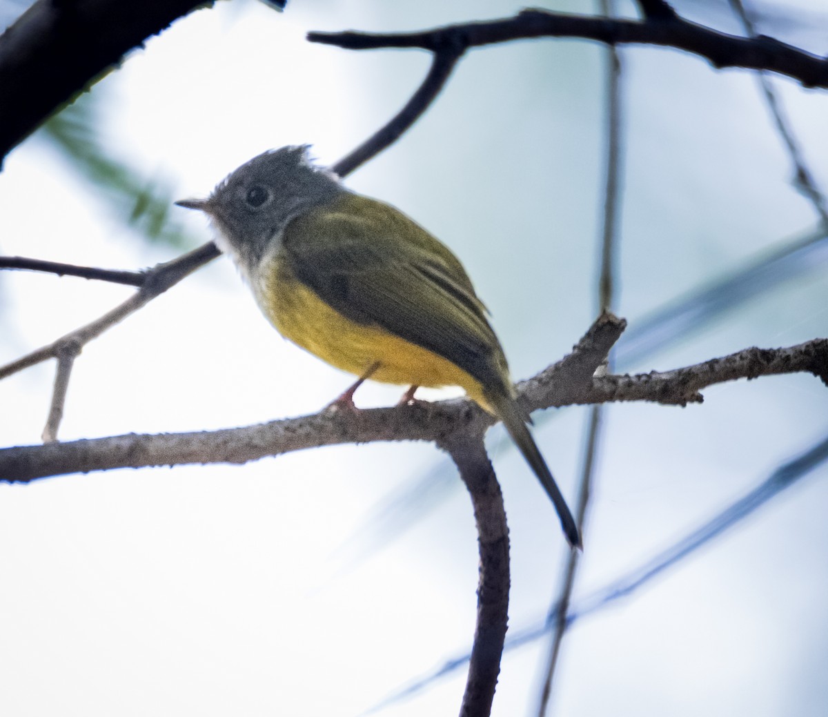 Сероголовая комароловка - ML645723378