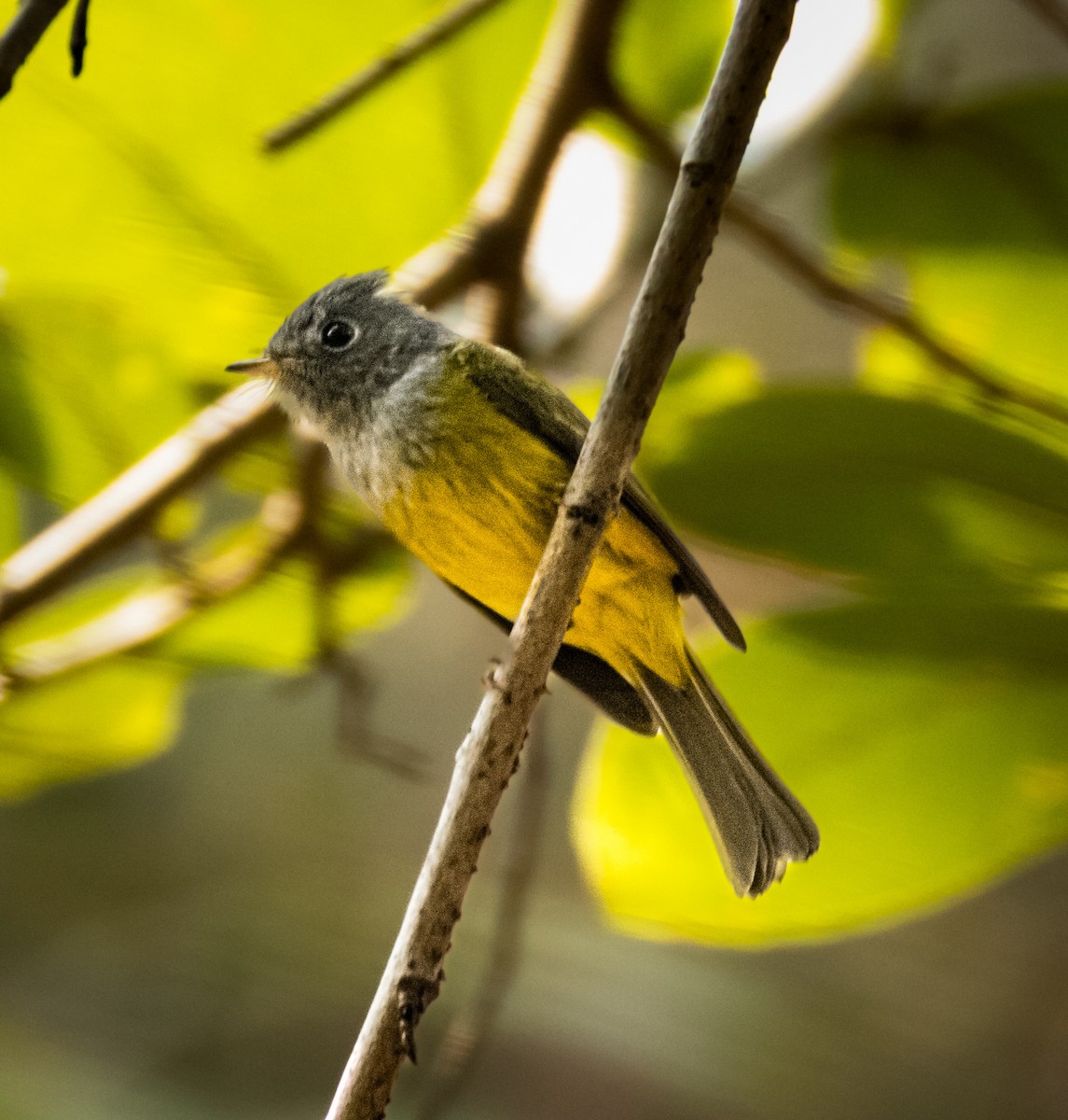 Сероголовая комароловка - ML645723379