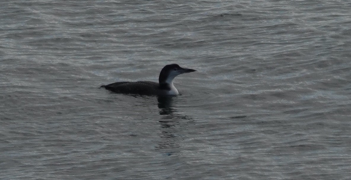 Common Loon - ML645723391