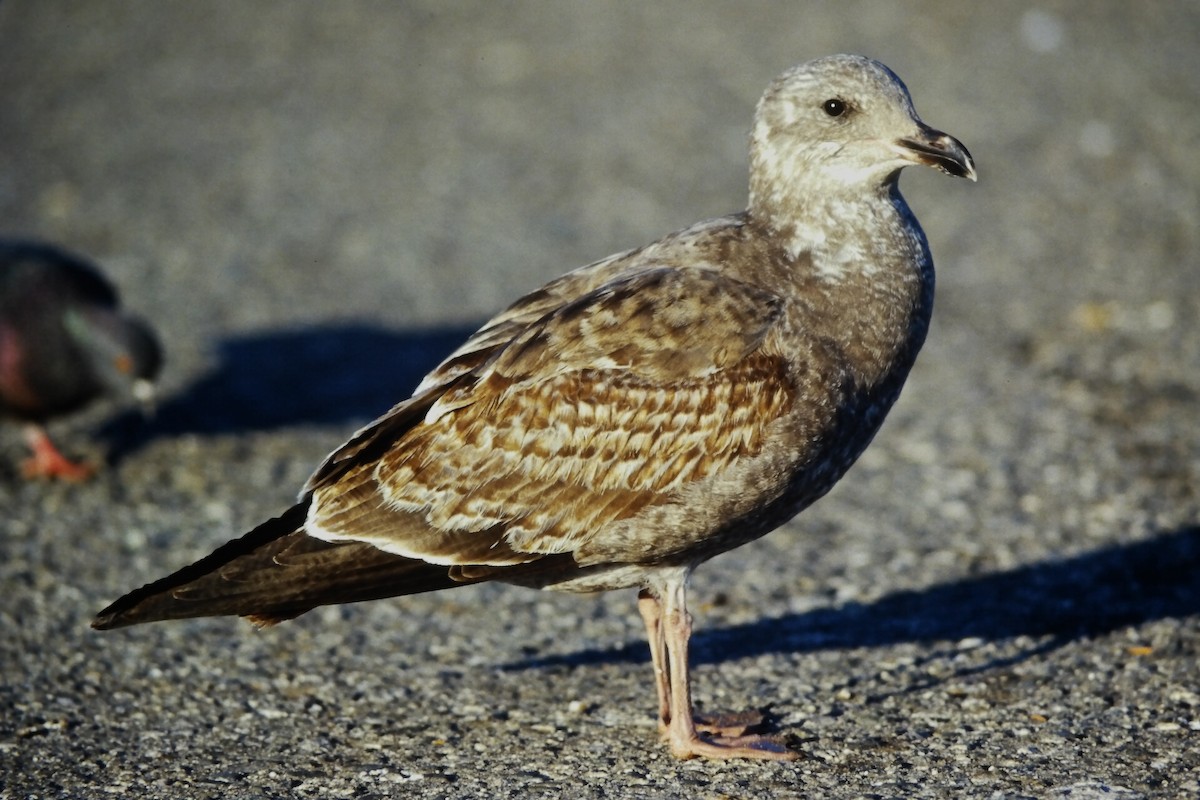 アメリカオオセグロカモメ - ML645723392