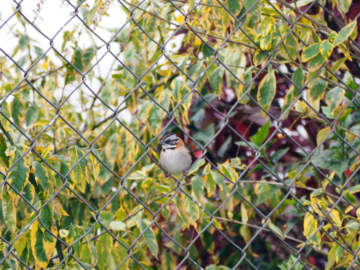 Rufous-collared Sparrow - ML645723393