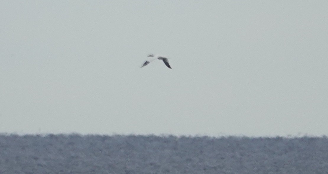 Northern Gannet - ML645723398