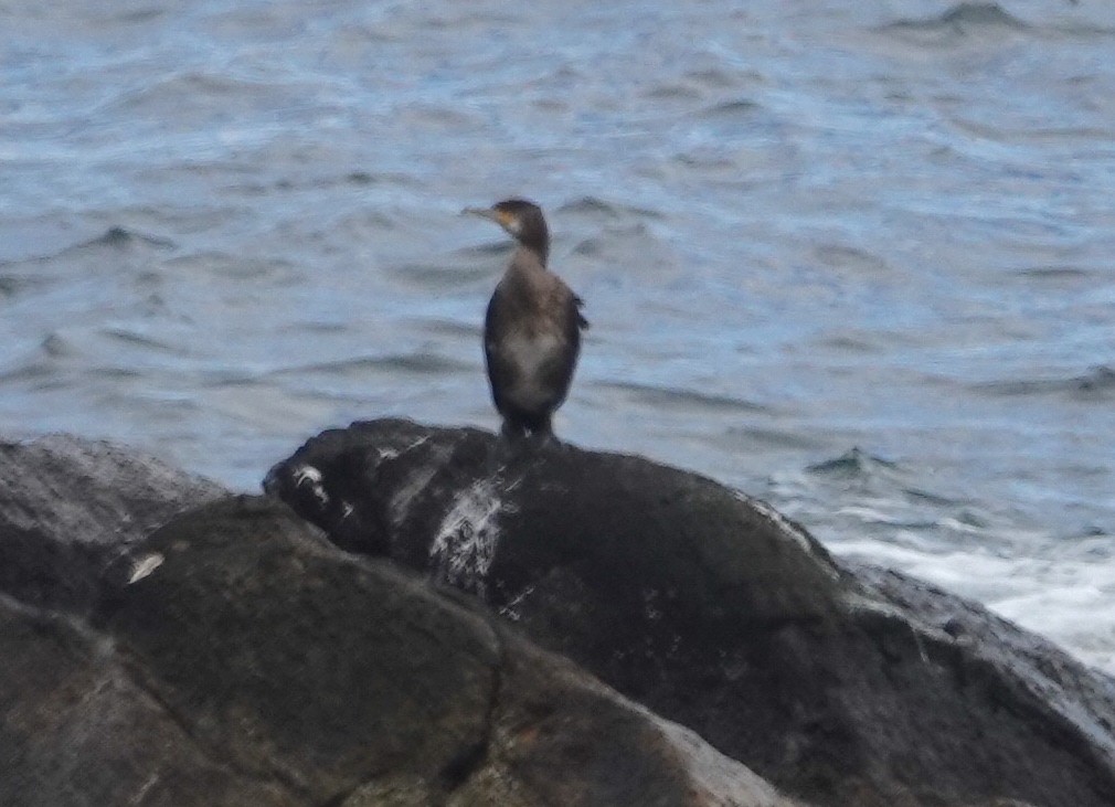 Great Cormorant - ML645723403