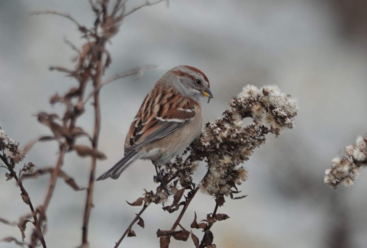 American Tree Sparrow - ML645723407