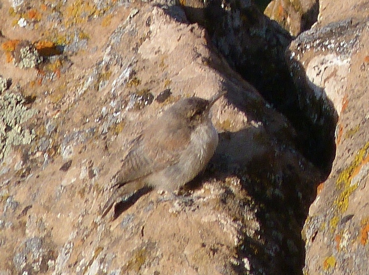 Rock Wren - ML64572341