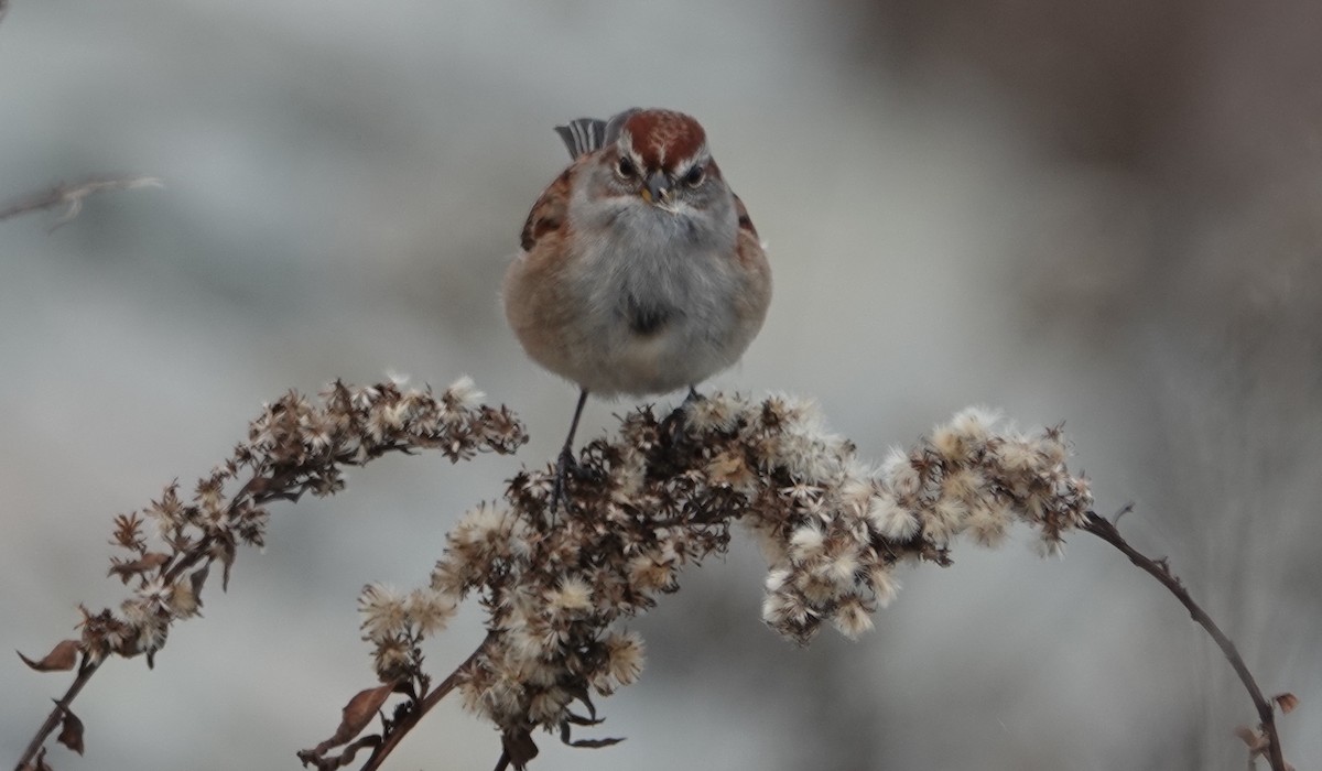 American Tree Sparrow - ML645723414