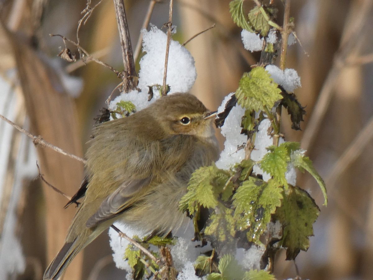 Common Chiffchaff - ML645723427