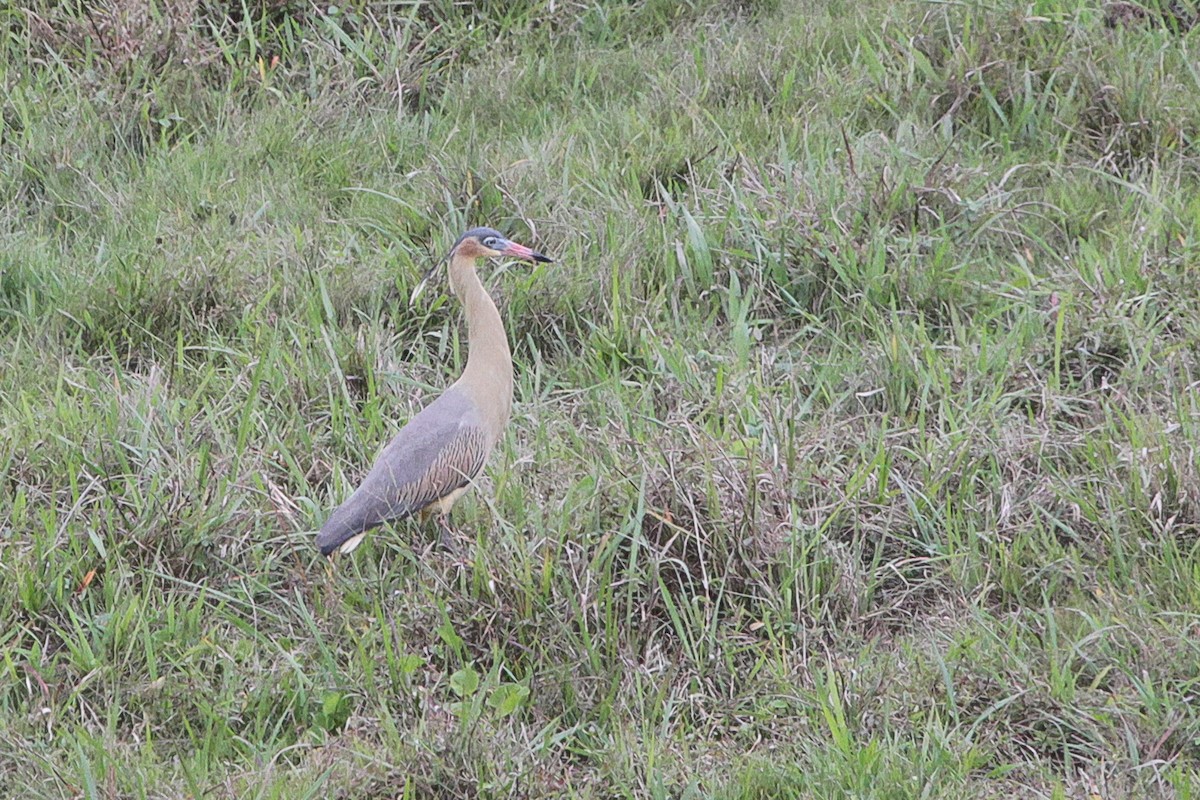 Whistling Heron - ML645723440
