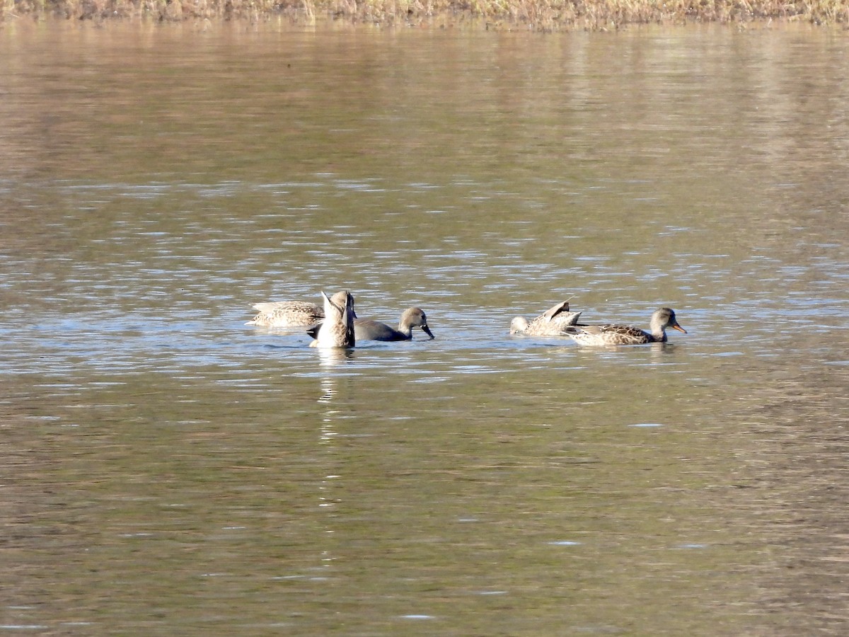 Gadwall - ML645723441
