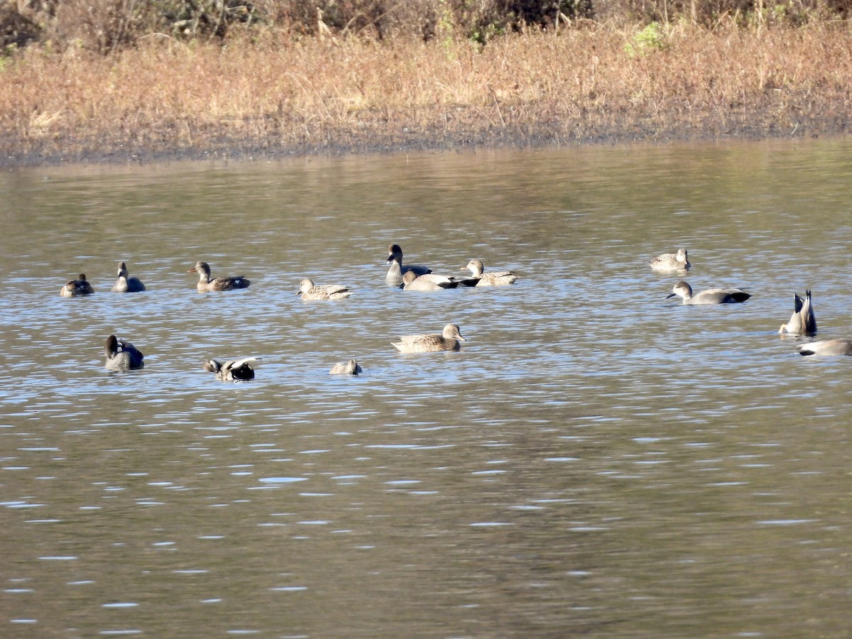 Gadwall - ML645723442
