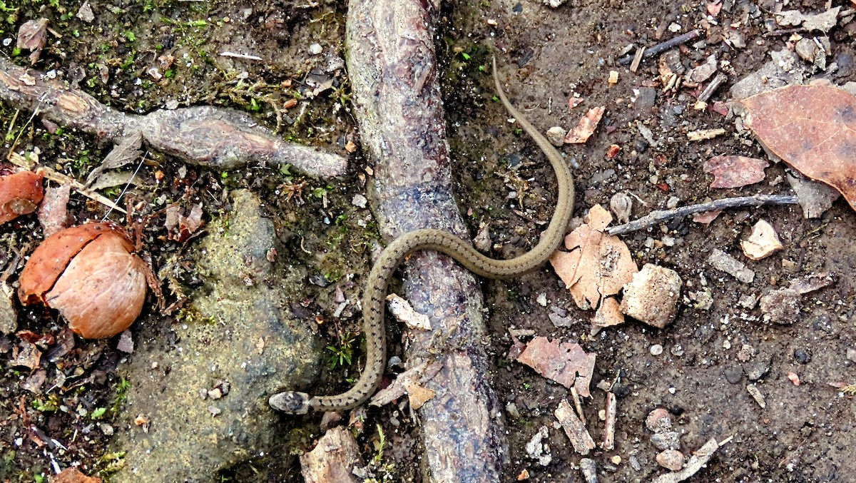 DeKay's Brownsnake - ML645723451