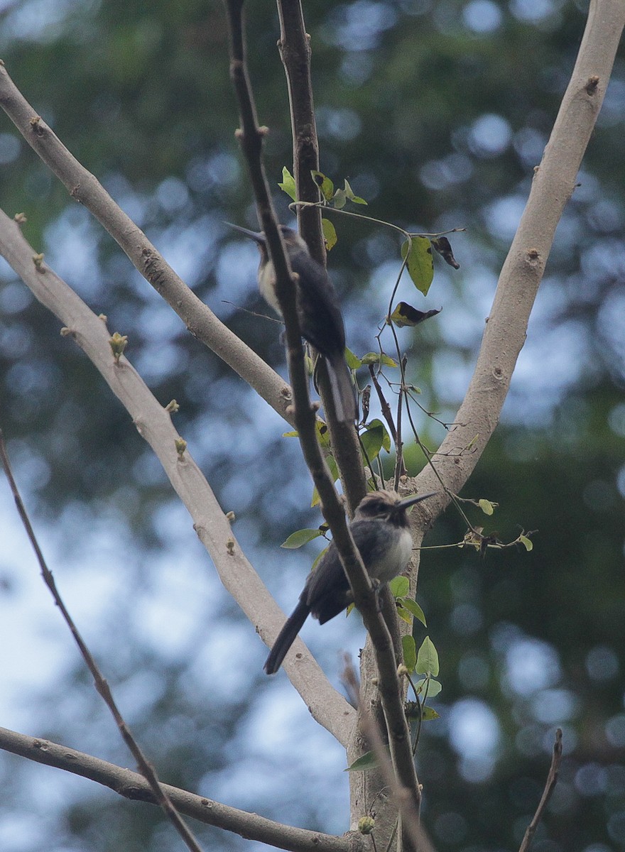 Three-toed Jacamar - ML645723453