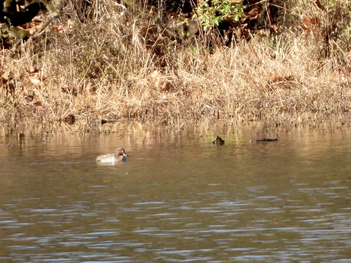 Green-winged Teal - ML645723461