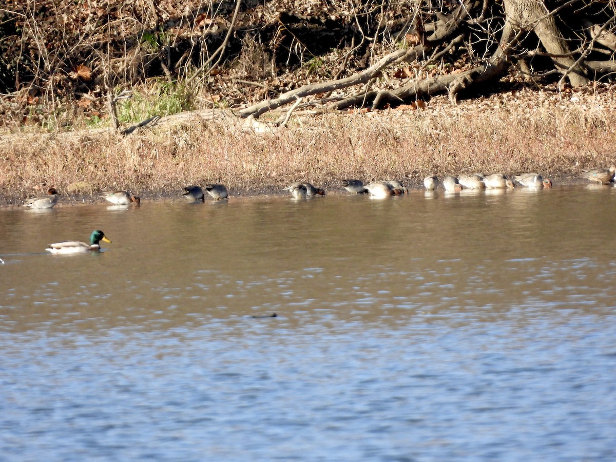 Green-winged Teal - ML645723462