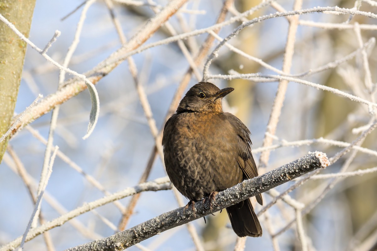 שחרור - ML645723465