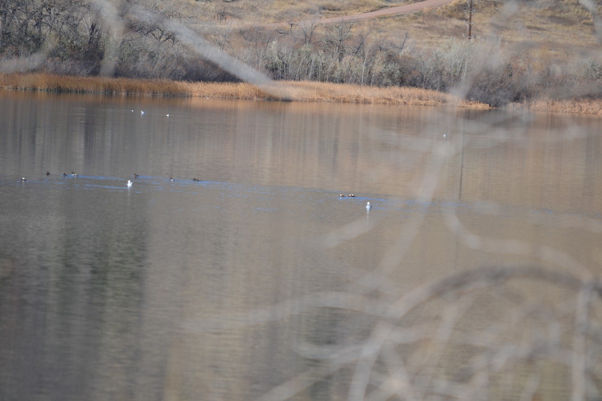 שחף בלתי-מזוהה - ML645723466