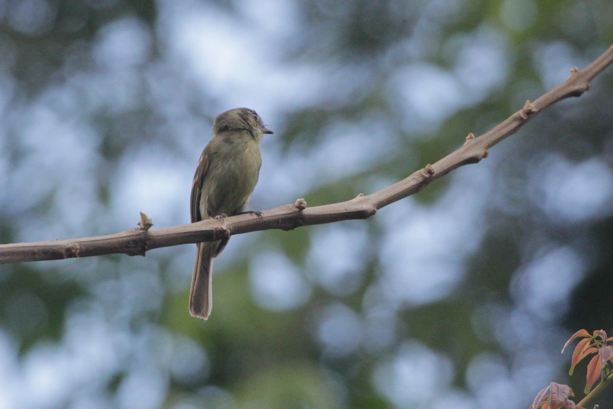 Sepia-capped Flycatcher - ML645723479