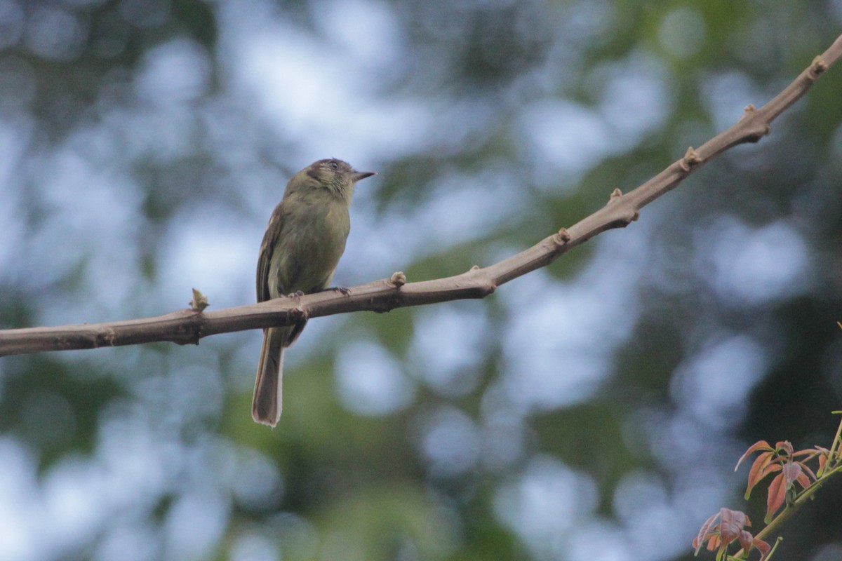 Sepia-capped Flycatcher - ML645723480