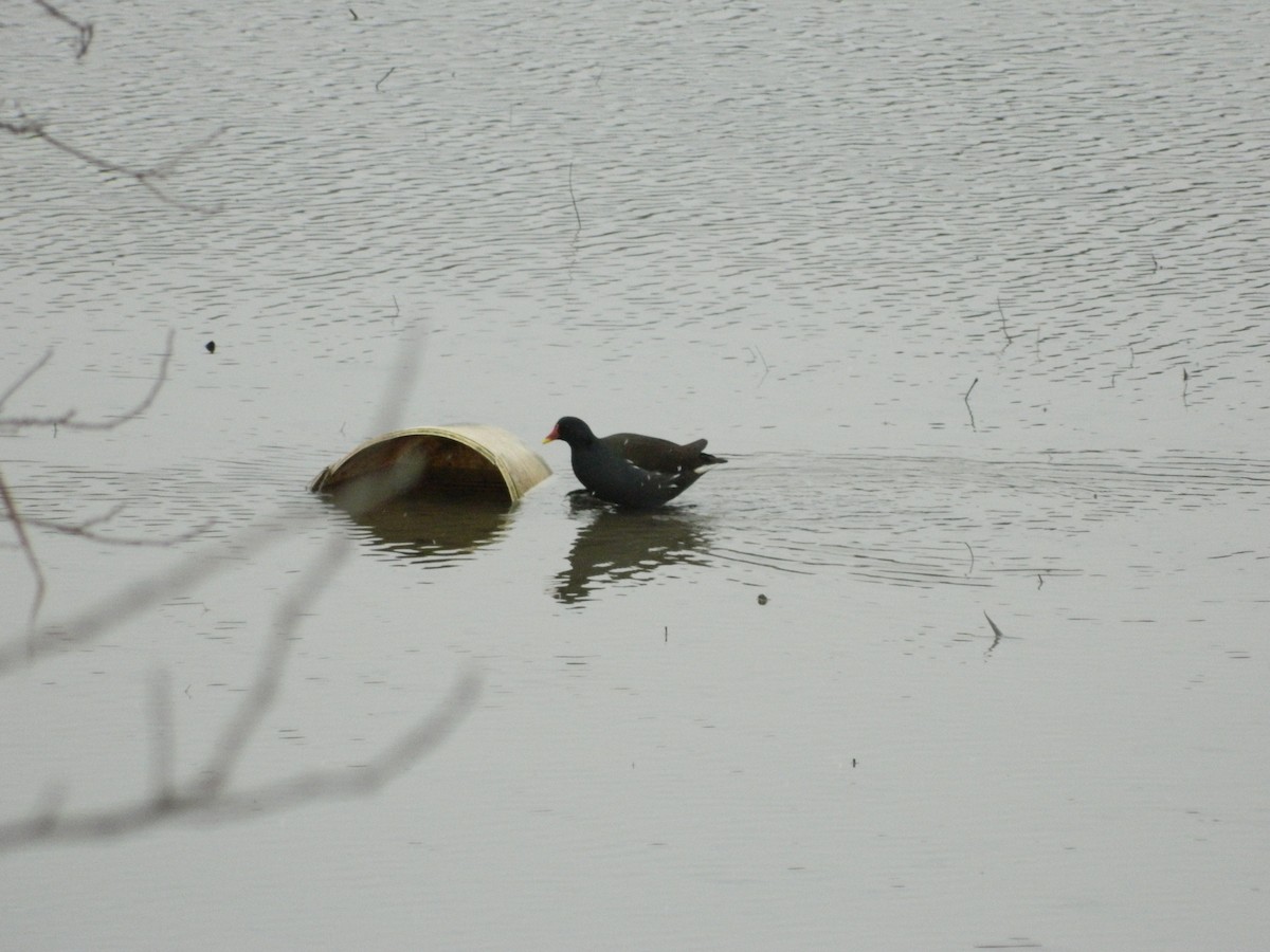 סופית - ML645723481