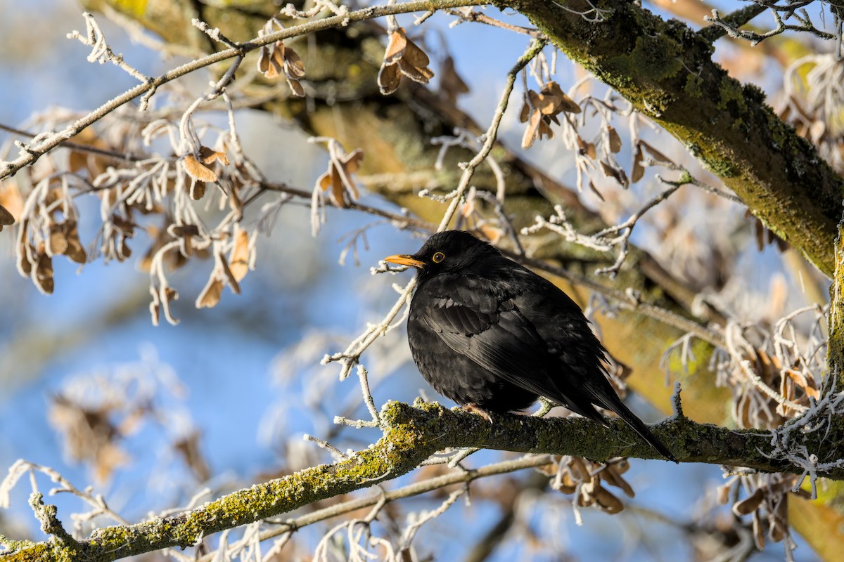 שחרור - ML645723482