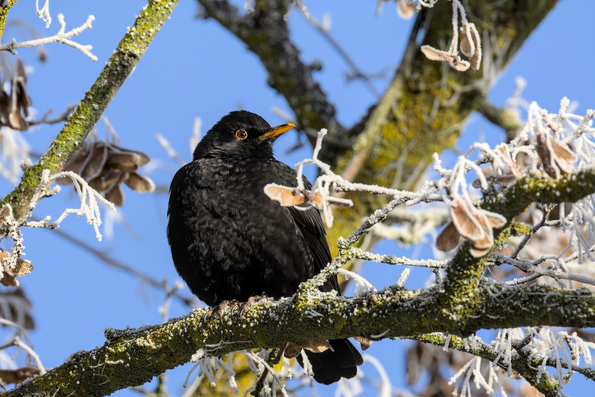 שחרור - ML645723483