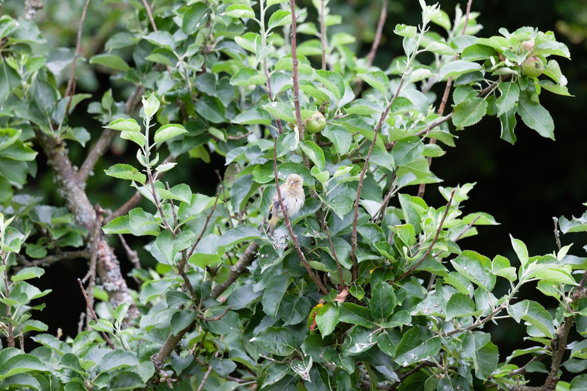 חוחית - ML645723484
