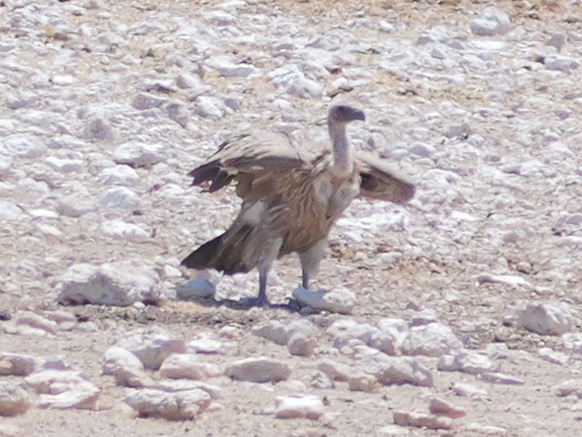 נשר לבן-גב - ML645723485