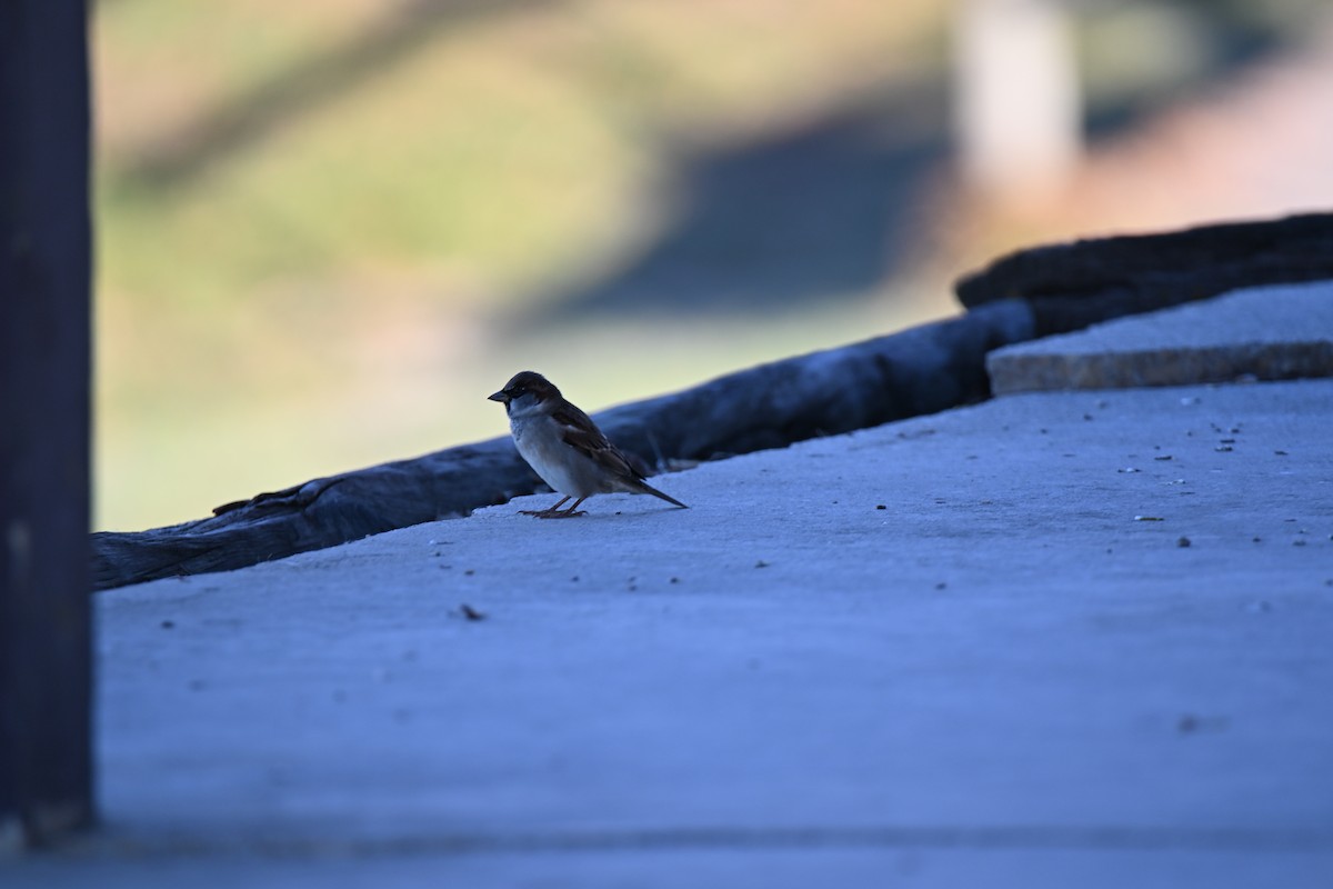 דרור הבית - ML645723486