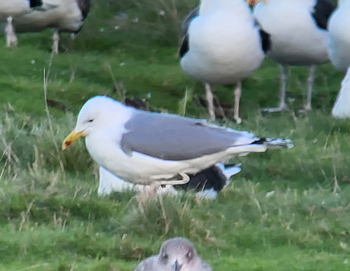 Caspian Gull - ML645723487