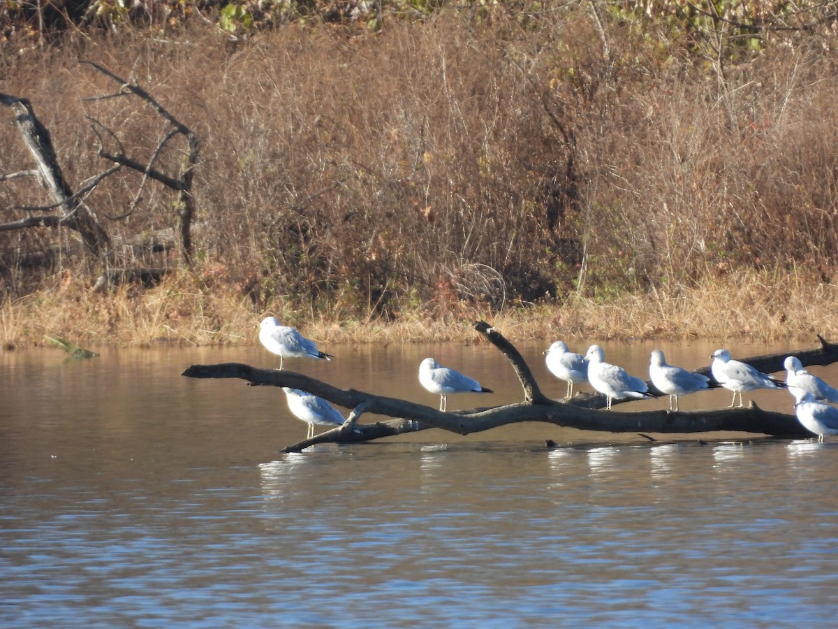 שחף עקוד-מקור - ML645723488